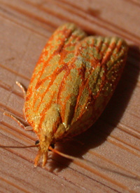 Sulphur Fruit Tortrix